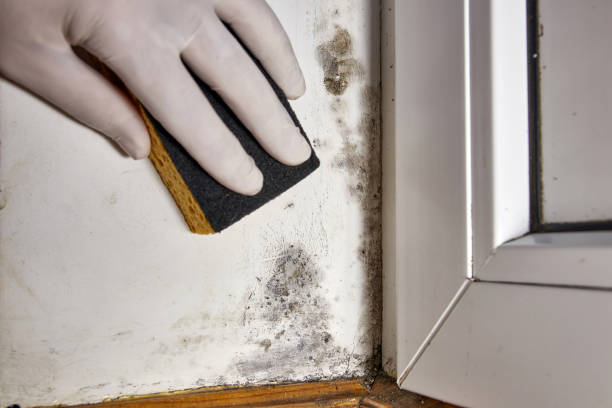 Professional Mold Removal in Riverdale, CA